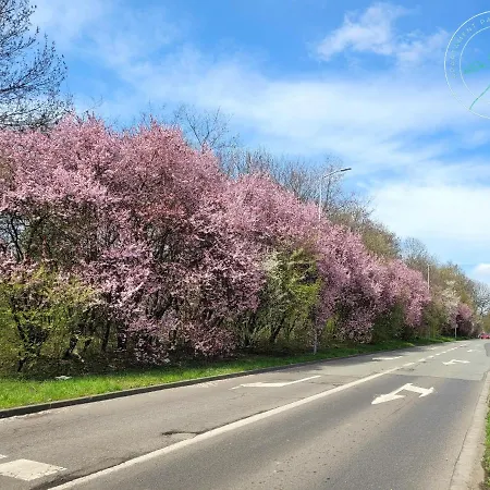 Parkowy Przy Stadionie Slaskim Katowice Lägenhet